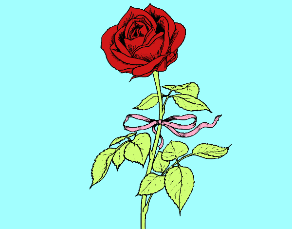 Una rosa