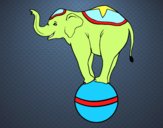 Elefante equilibrista