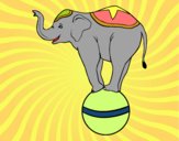 Elefante equilibrista