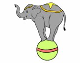 Elefante equilibrista