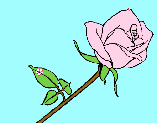 Rosa