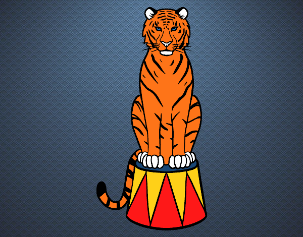 Tigre de circo