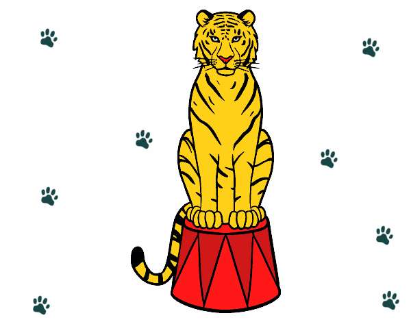 Tigre de circo