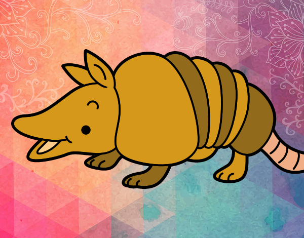 Armadillo joven