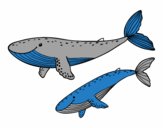 Ballenas