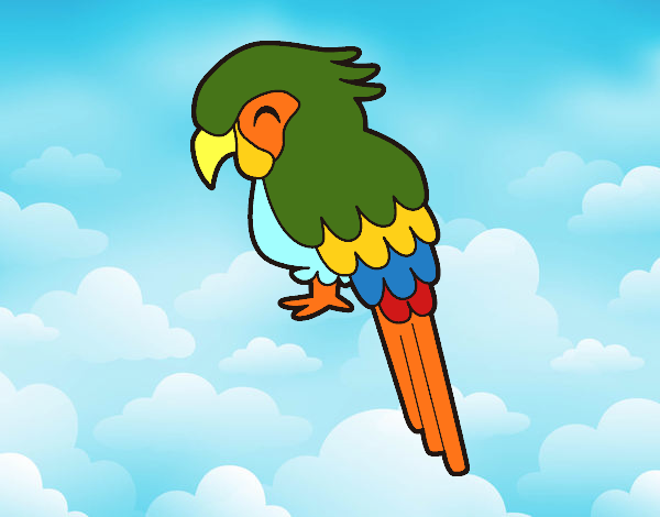 Guacamayo