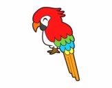 Guacamayo