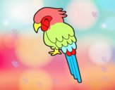 Guacamayo