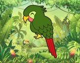 Guacamayo