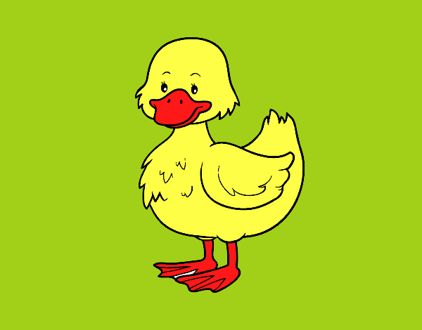 Patito de granja