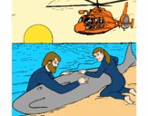 Rescate ballena