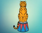 Tigre de circo