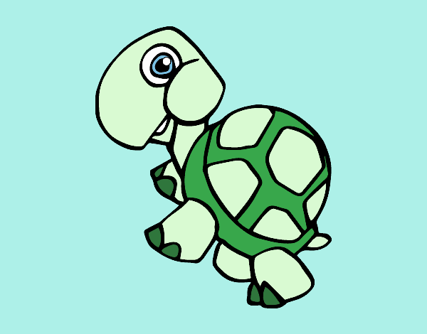 Tortuga terrestre