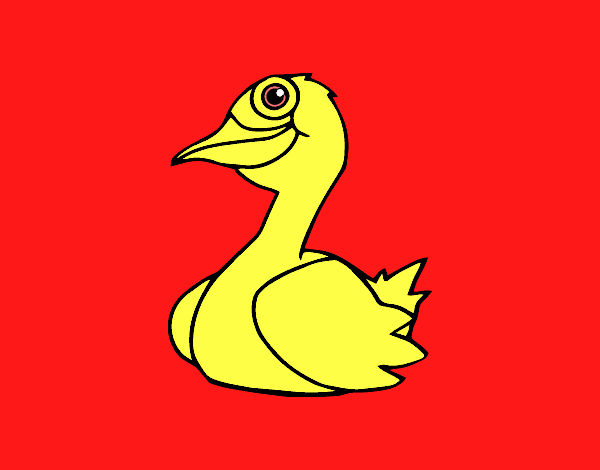 Un pato