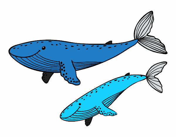 Ballenas