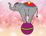 Elefante equilibrista