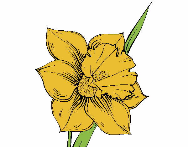 Dibujo Flor de narciso pintado por maryeloz