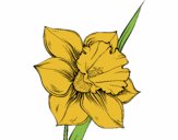 Dibujo Flor de narciso pintado por maryeloz
