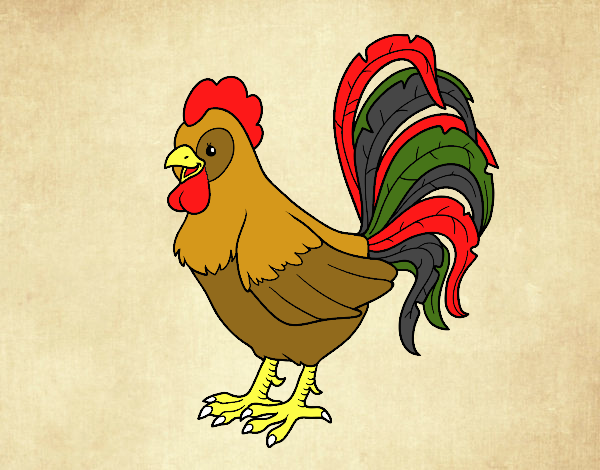 Gallo de una granja