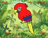 Guacamayo