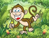Mono capuchino
