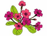 Dibujo Primula pintado por danielvis5
