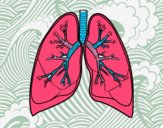 Pulmones y bronquios