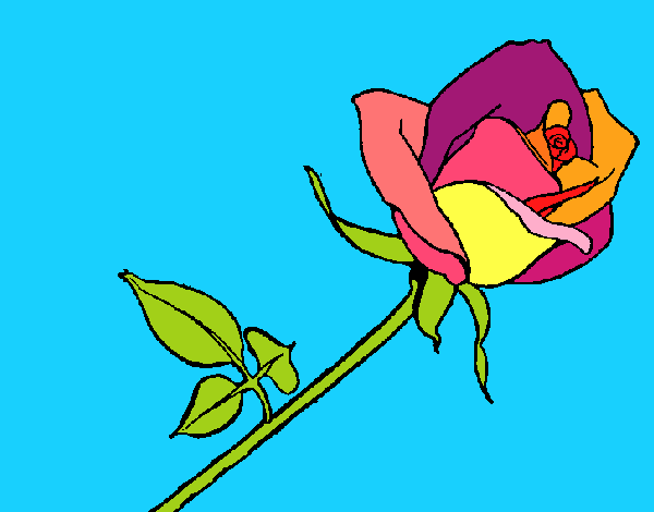 Rosa