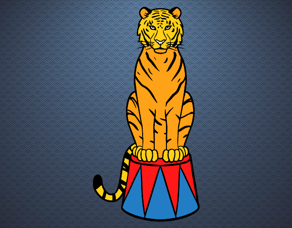 Tigre de circo