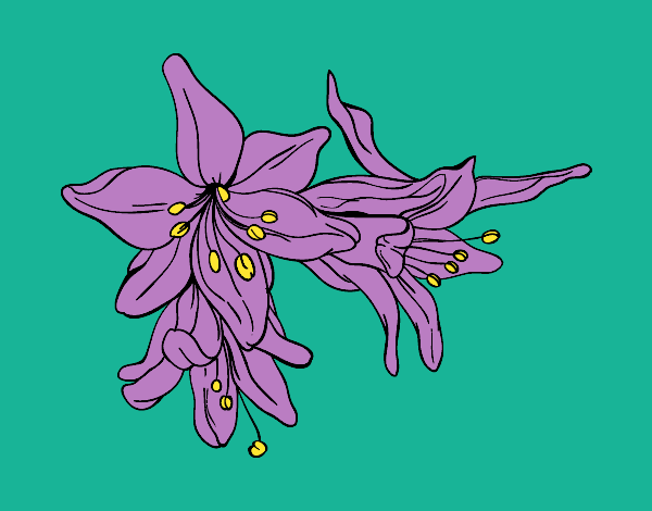 Flores de lilium