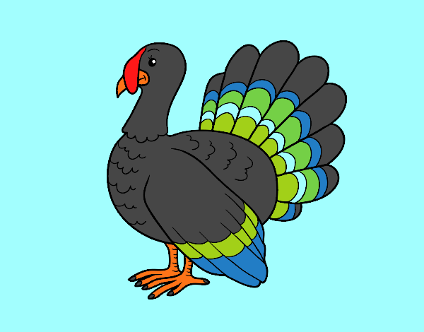 pavo común