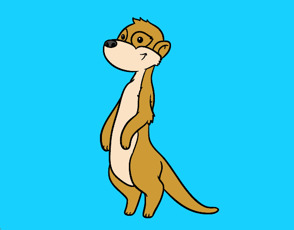 Suricata