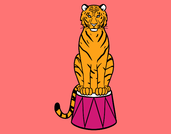 Tigre de circo