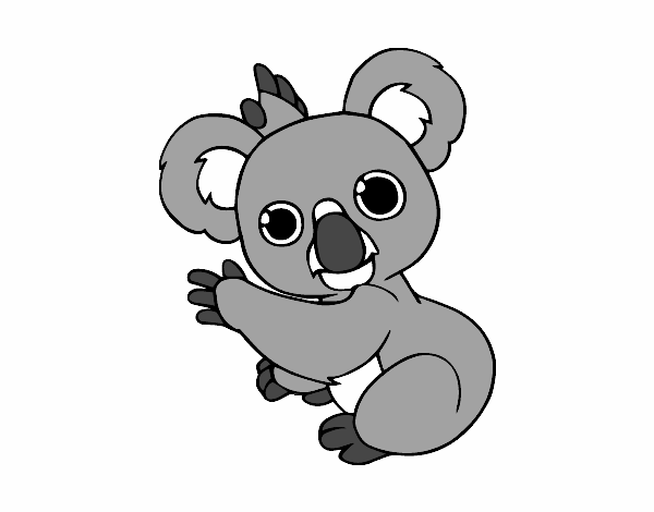 koala