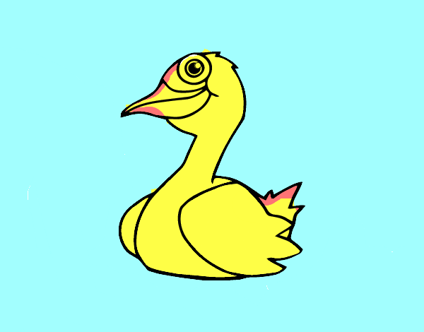 Un pato