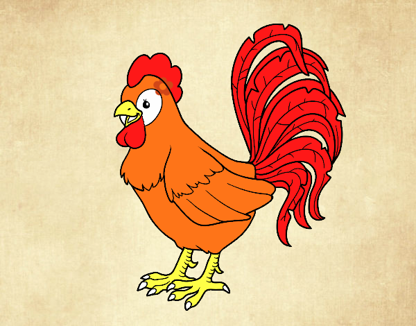 Gallo de una granja