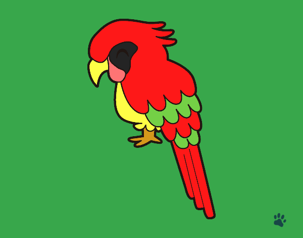 Guacamayo