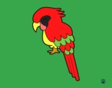 Guacamayo