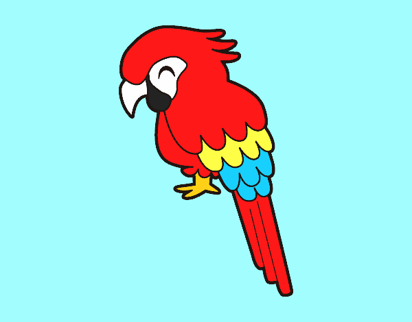 Guacamayo