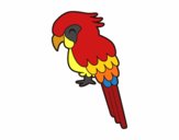 Guacamayo