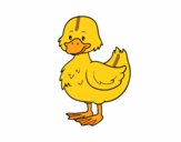 Patito de granja