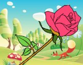 Rosa