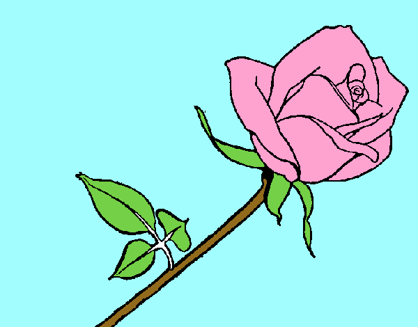 Rosa