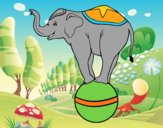 Elefante equilibrista