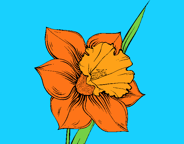 Flor de narciso