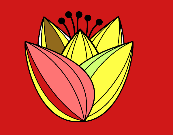 Flor de tulipán