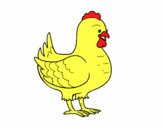 Gallina de una granja