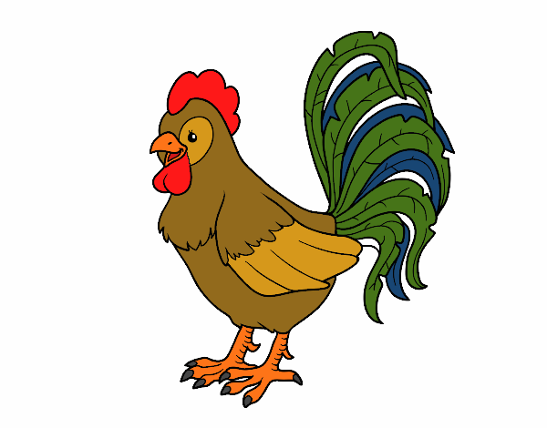 gallo