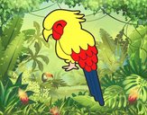 Guacamayo