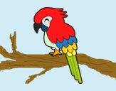 Guacamayo